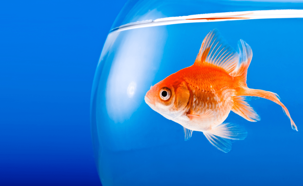In 2022, Even Fish Could Drive Vehicles