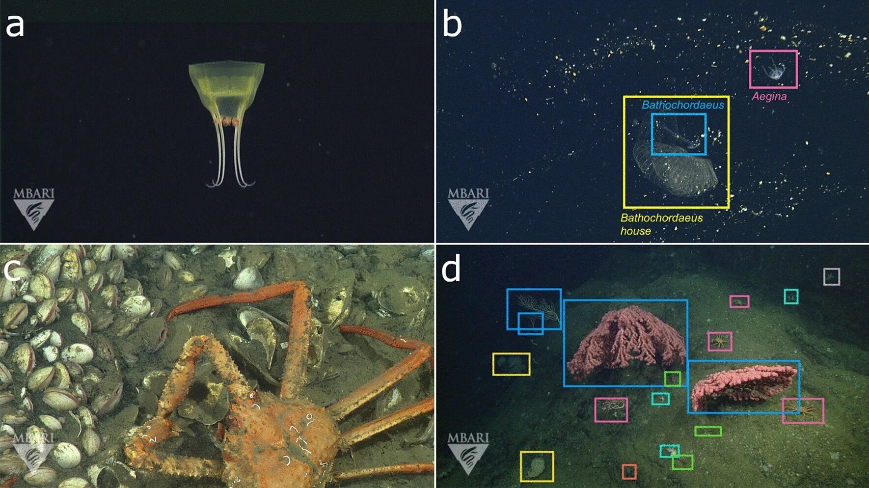 An open-source image database that unlocks the power of artificial intelligence for ocean research