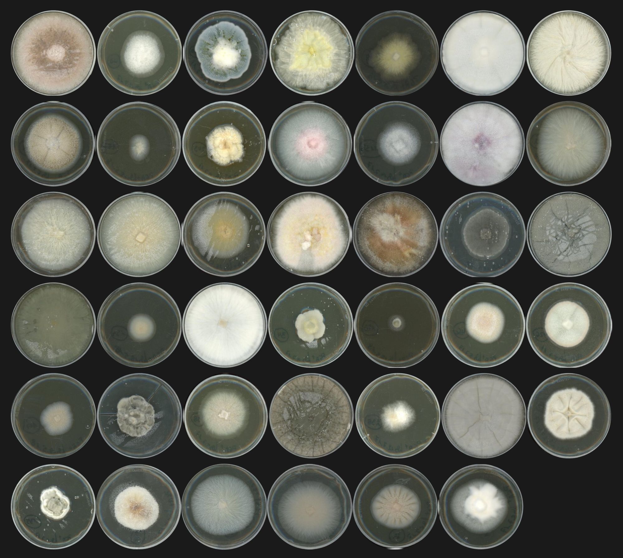 Benefits from Pathogenic Fungi in the Root Mycobiome